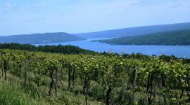 Finger Lakes grape vines